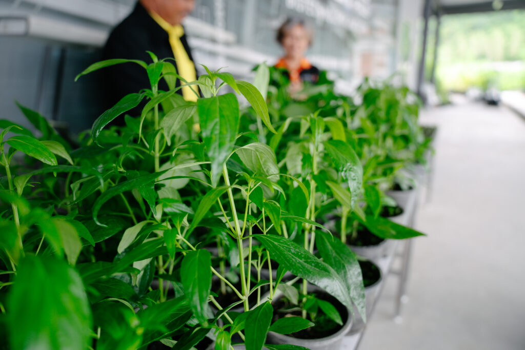 ภาพต้นฟ้าทะลายโจรพันธุ์ราชบุรี BT-1