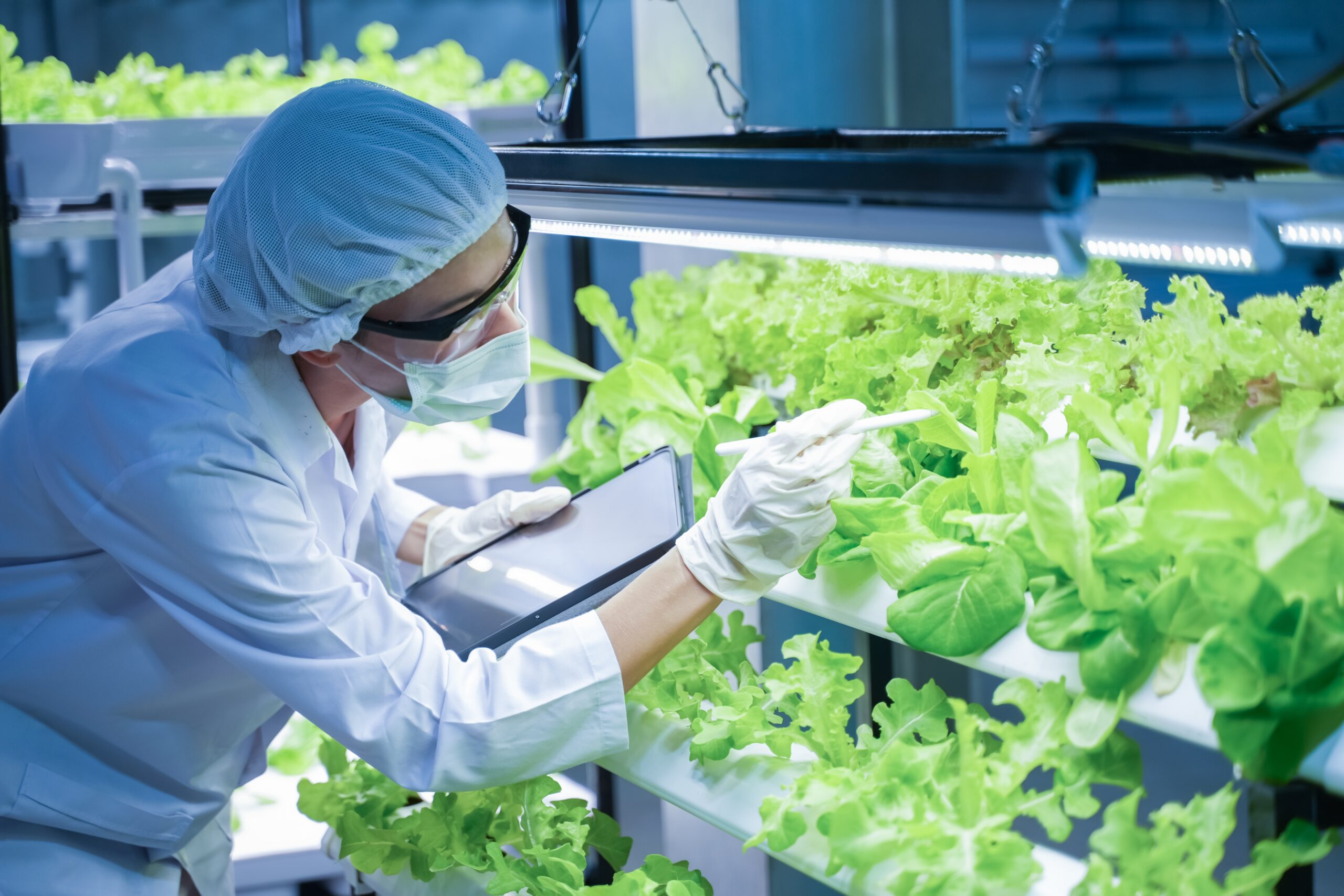 ภาพนักวิจัยดูพืชผักในโรงงานผลิตพืช