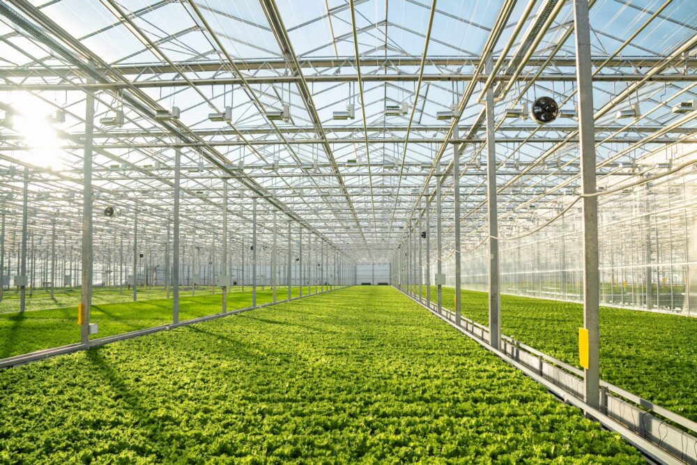 ภาพ Smart Greenhouse 