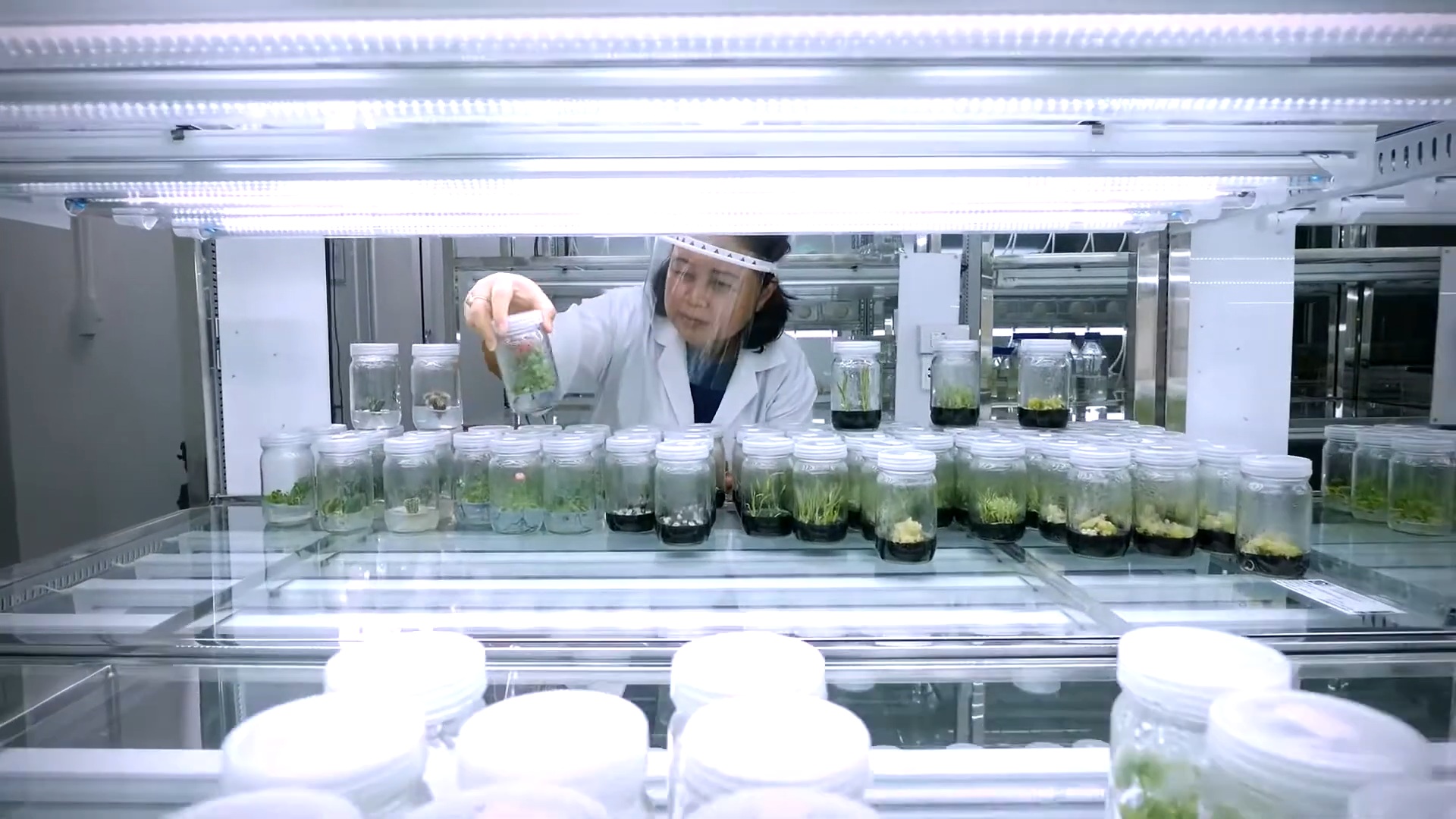 ภาพนักวิจัยในห้องปฏิบัติการเพาะเลี้ยงเนื้อเยื่อ