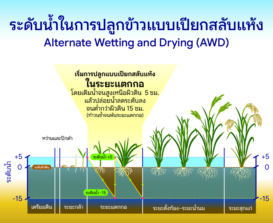 อินโฟกราฟิกแสดงการจัดการระดับน้ำในการปลูกข้าวแบบเปียกสลับแห้ง (AWD) ตามระยะการเจริญเติบโต โดยเริ่มจัดการในช่วงระยะแตกกอด้วยการเติมน้ำให้สูงเหนือผิวดิน 5 เซนติเมตร แล้วปล่อยให้ลดระดับลงจนต่ำกว่าผิวดิน 15 เซนติเมตร ทำสลับกันไปจนพ้นระยะแตกกอ ส่วนระยะเตรียมดิน ระยะกล้า และระยะตั้งท้องจนถึงระยะสุกแก่ ให้รักษาระดับน้ำไว้ที่ประมาณ 5 เซนติเมตรเหนือผิวดิน