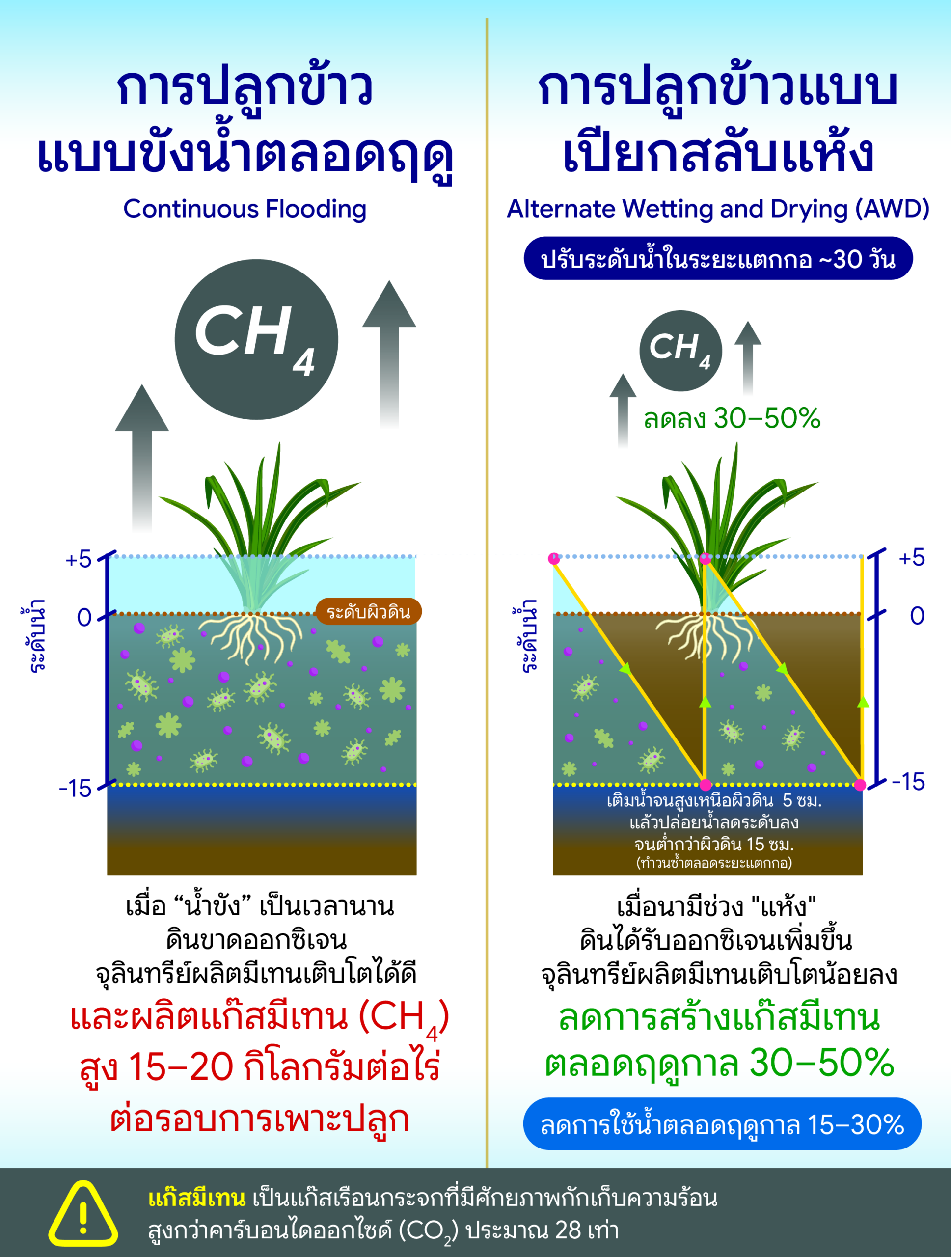 อินโฟกราฟิกเปรียบเทียบการปลูกข้าวแบบขังน้ำตลอดฤดูและการปลูกข้าวแบบเปียกสลับแห้ง (AWD) โดยแบบขังน้ำจะทำให้ดินขาดออกซิเจนจนจุลินทรีย์ผลิตก๊าซมีเทนสูง 15–20 กิโลกรัมต่อไร่ ส่วนแบบ AWD จะช่วยให้ดินได้รับออกซิเจนในช่วงที่น้ำแห้ง ทำให้จุลินทรีย์ผลิตก๊าซมีเทนน้อยลง ช่วยลดการสร้างก๊าซมีเทนได้ 30–50% และลดการใช้น้ำได้ 15–30% ตลอดฤดูกาลเพาะปลูก