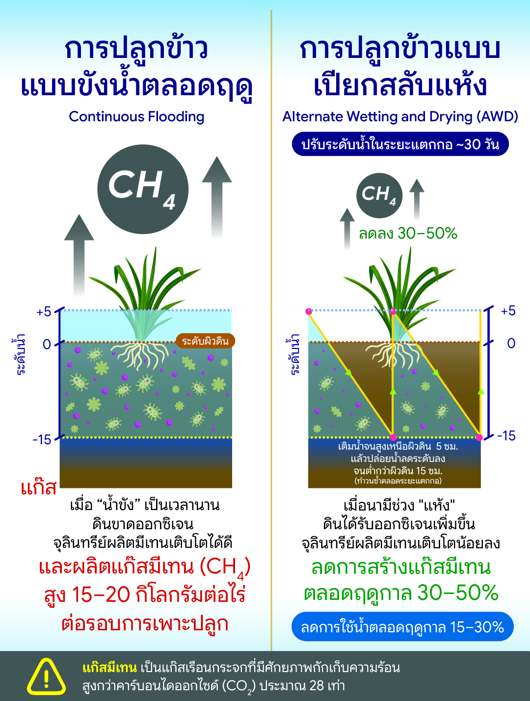 อินโฟกราฟิกเปรียบเทียบการปลูกข้าวแบบขังน้ำตลอดฤดูและการปลูกข้าวแบบเปียกสลับแห้ง (AWD) โดยแบบขังน้ำจะทำให้ดินขาดออกซิเจนจนจุลินทรีย์ผลิตก๊าซมีเทนสูง 15–20 กิโลกรัมต่อไร่ ส่วนแบบ AWD จะช่วยให้ดินได้รับออกซิเจนในช่วงที่น้ำแห้ง ทำให้จุลินทรีย์ผลิตก๊าซมีเทนน้อยลง ช่วยลดการสร้างก๊าซมีเทนได้ 30–50% และลดการใช้น้ำได้ 15–30% ตลอดฤดูกาลเพาะปลูก