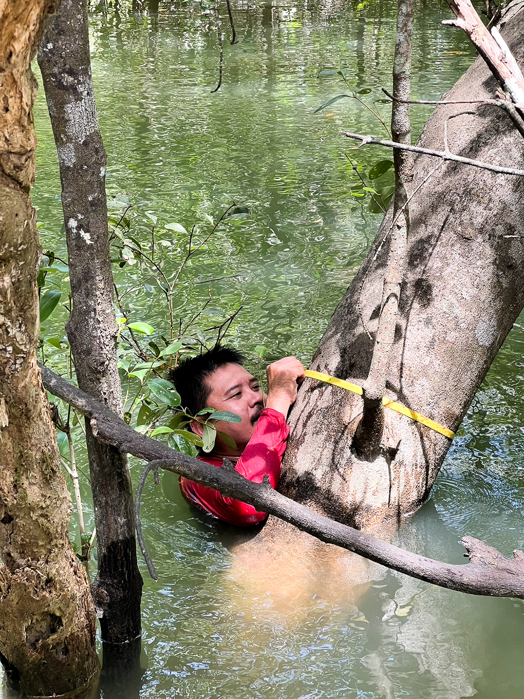 การวัดเส้นผ่านศูนย์กลางต้นไม้ในป่าชายเลนด้วยสายวัด เพื่อเก็บข้อมูล Tree Census สำหรับประเมินโครงสร้างป่า มวลชีวภาพ (biomass) และคาร์บอนเครดิต
