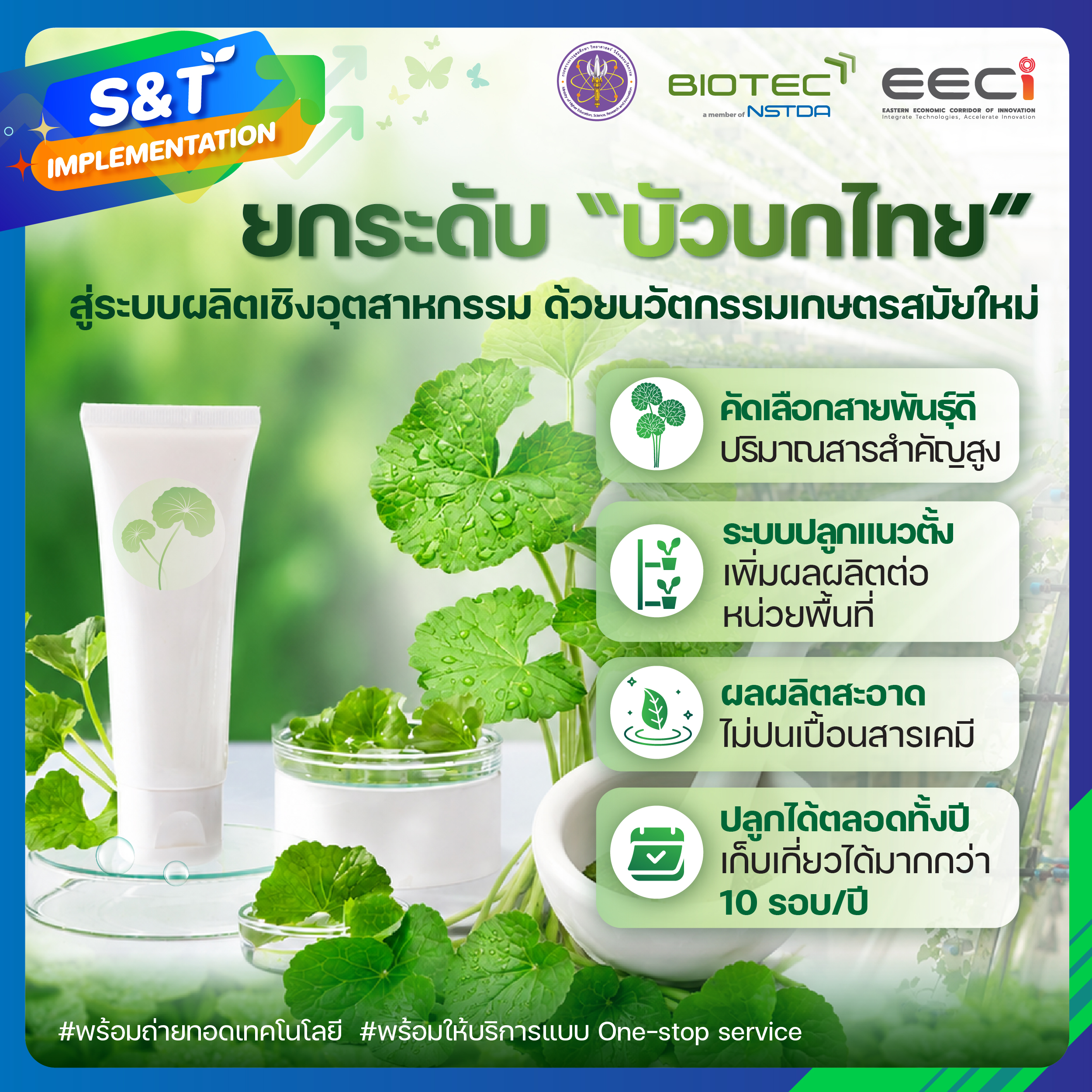 ยกระดับ “บัวบกไทย” สู่ระบบผลิตเชิงอุตสาหกรรมด้วยนวัตกรรมเกษตรสมัยใหม่