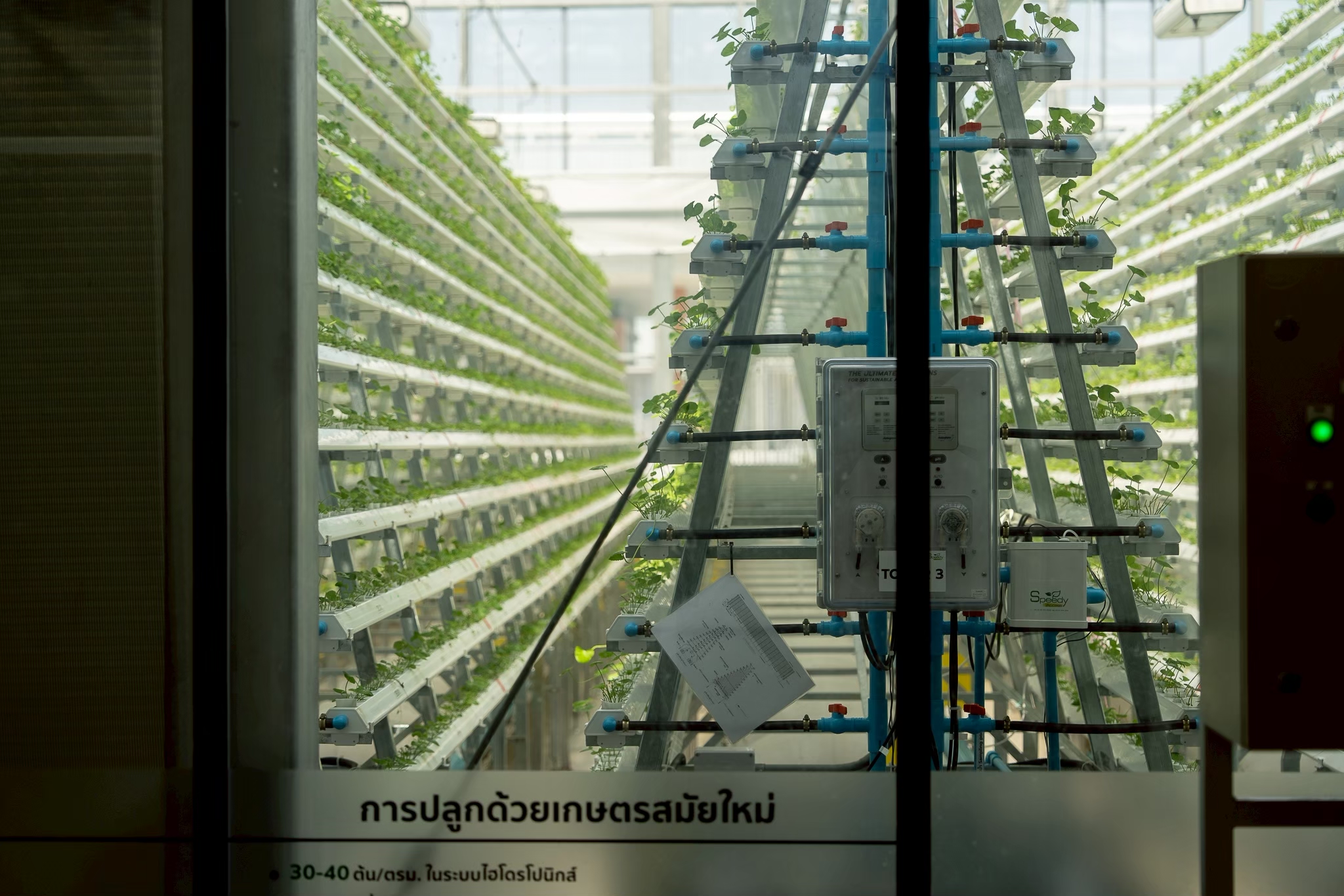 ภาพการผลิตบัวบกด้วยระบบไฮโดรพอนิกส์แบบแนวตั้งภายในโรงเรือนอัจฉริยะที่ควบคุมสภาพแวดล้อมให้เหมาะสมทุกช่วงการเติบโต
