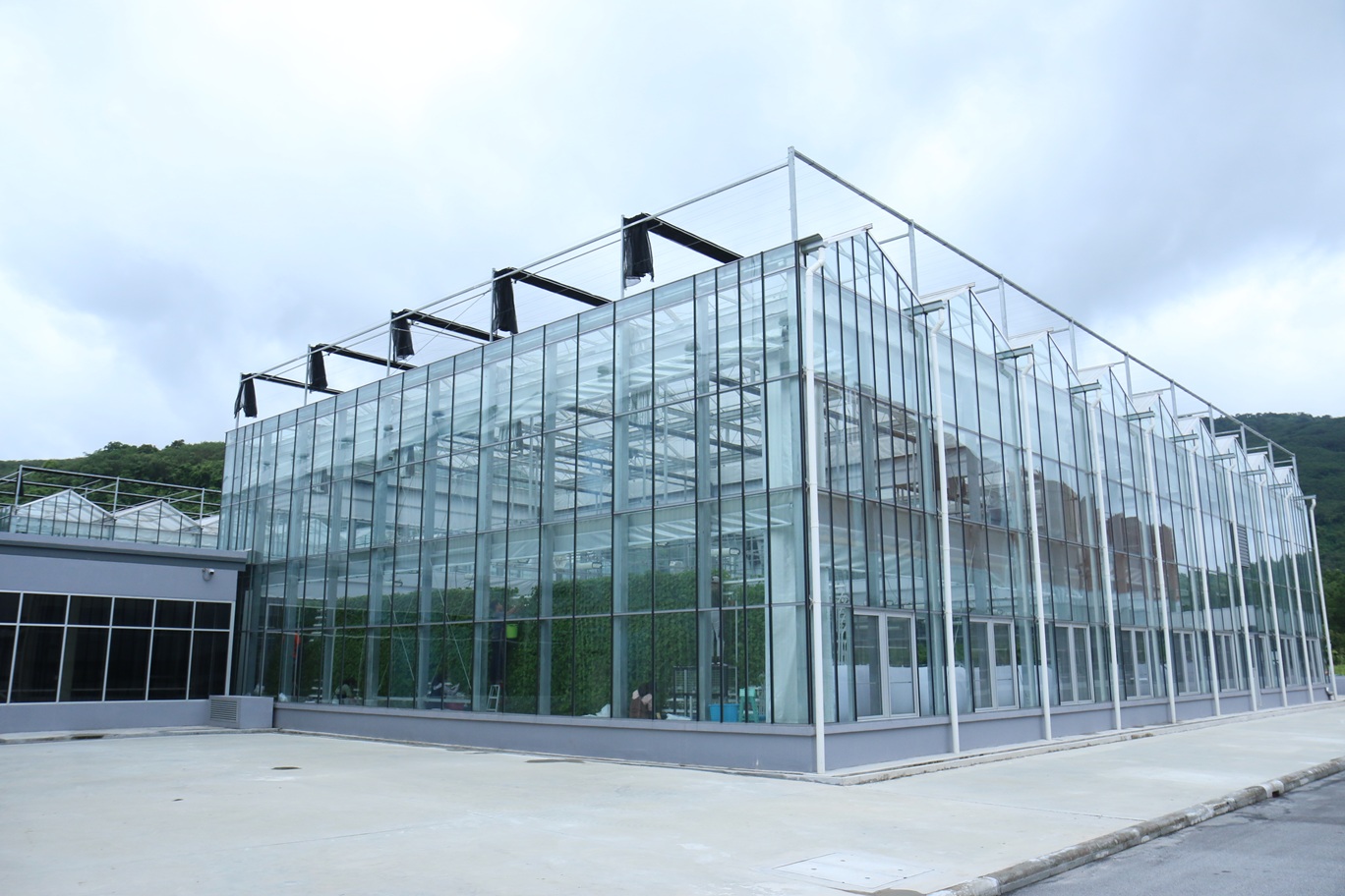 ภาพการผลิตบัวบกด้วยระบบปลูกพืชแนวตั้งภายในโรงเรือนอัจฉริยะที่ EECi