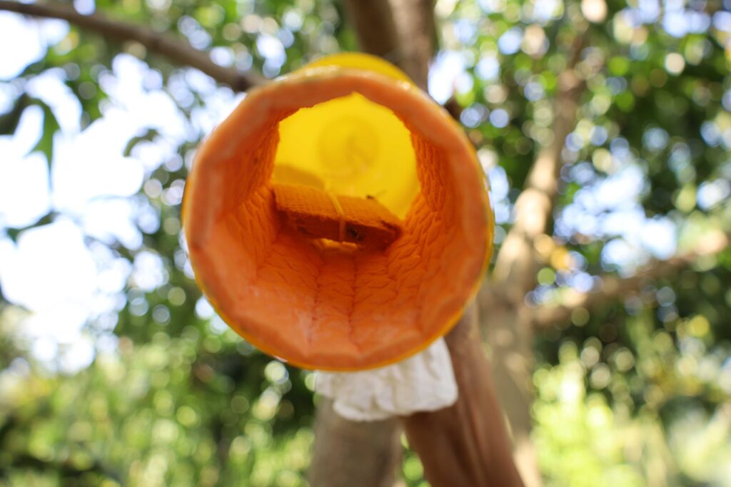 ภาพ คว่ำดักชีวภัณฑ์ เห็นข้างใน ที่แขวนต้นไม้
