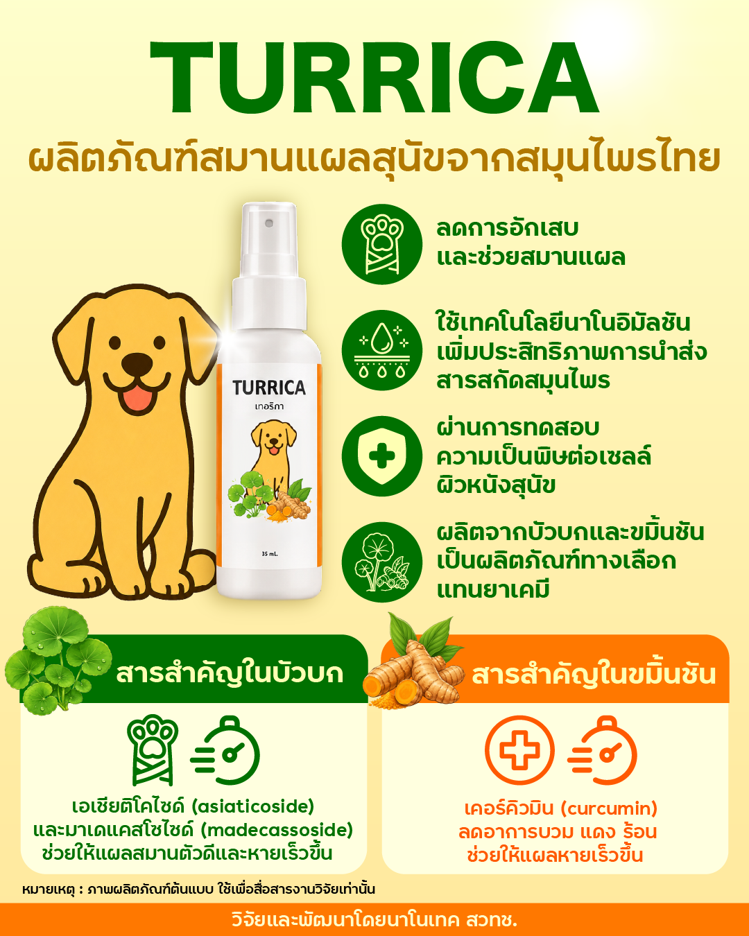 อินโฟกราฟิกแสดงผลิตภัณฑ์ Turrica ที่ผลิตจากสารสกัดบัวบกและขมิ้นชันด้วยเทคโนโลยีนาโนอิมัลชัน เพื่อเพิ่มประสิทธิภาพการนำส่งสารสำคัญ ผลิตภัณฑ์มีสรรพคุณช่วยลดการอักเสบและสมานแผล