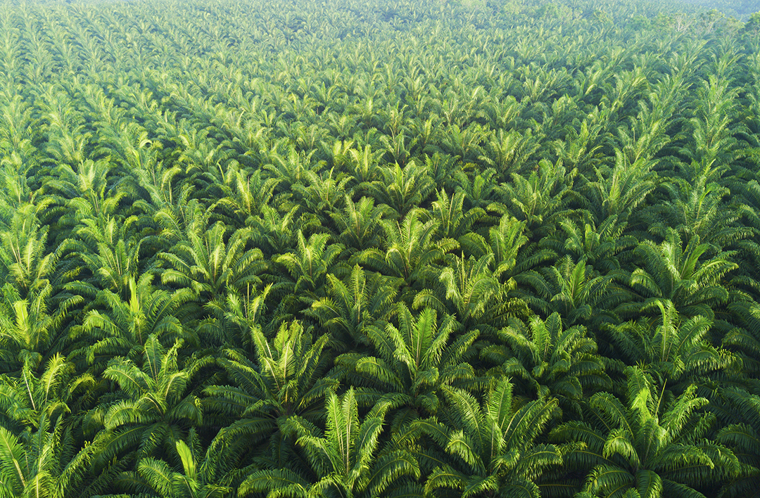 สวนปาล์มน้ำมันแหล่งวัตถุดิบสำคัญสำหรับการพัฒนา PALMGREASE จาระบีชีวภาพมูลค่าสูง เพื่อเพิ่มมูลค่าให้ผลผลิตปาล์มน้ำมันของประเทศไทย