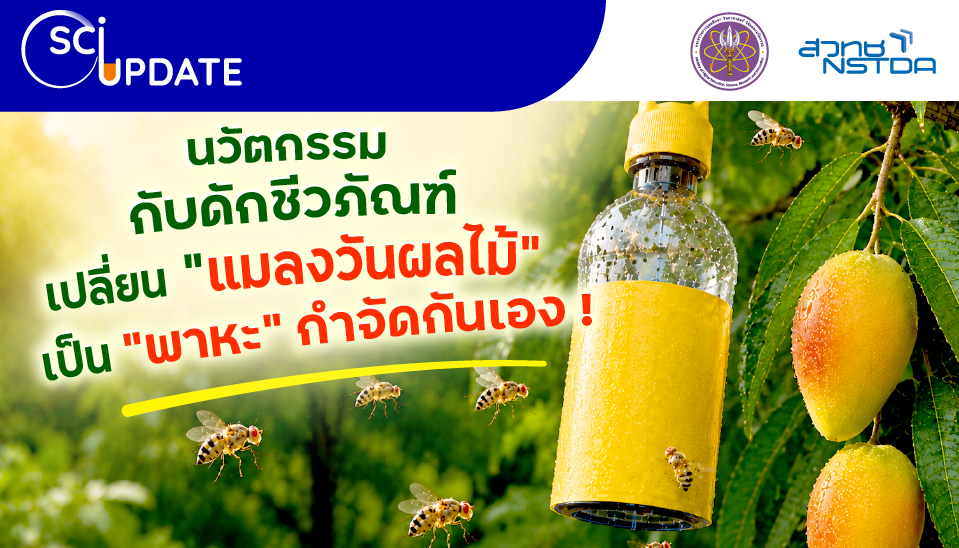 “กับดักชีวภัณฑ์” เปลี่ยนแมลงวันผลไม้เป็นซอมบีปราบพวกเดียวกัน