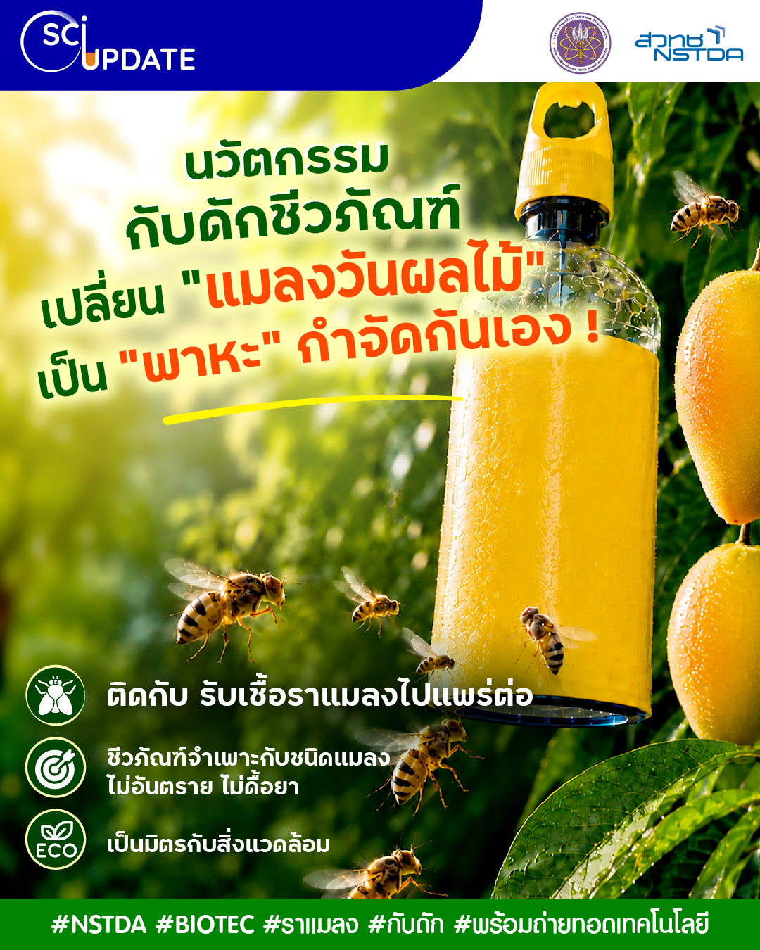 อินโฟกราฟิกนวัตกรรมกับดักชีวภัณฑ์กำจัดแมลงวันผลไม้ โดยใช้กับดักที่ทำให้แมลงวันรับเชื้อราแมลงและแพร่เชื้อต่อไปยังแมลงวันตัวอื่น เพื่อลดการระบาดในสวนผลไม้