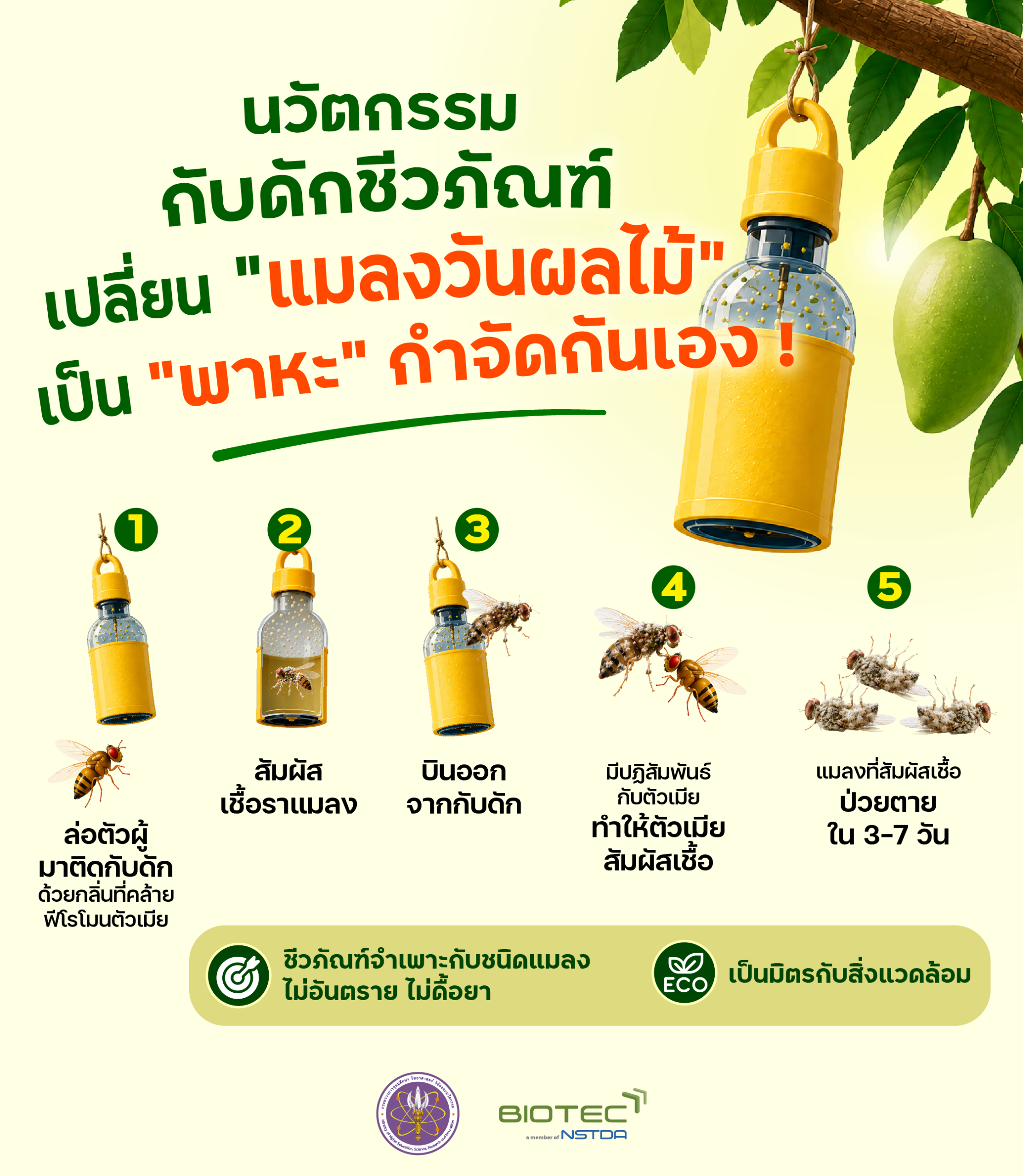 อินโฟกราฟิกอธิบายกลไกของกับดักชีวภัณฑ์ที่ทำให้แมลงวันผลไม้รับเชื้อราและแพร่เชื้อต่อไปยังแมลงวันตัวอื่น เพื่อลดการระบาดในสวนผลไม้ โดยไม่เป็นอันตรายต่อสิ่งแวดล้อม