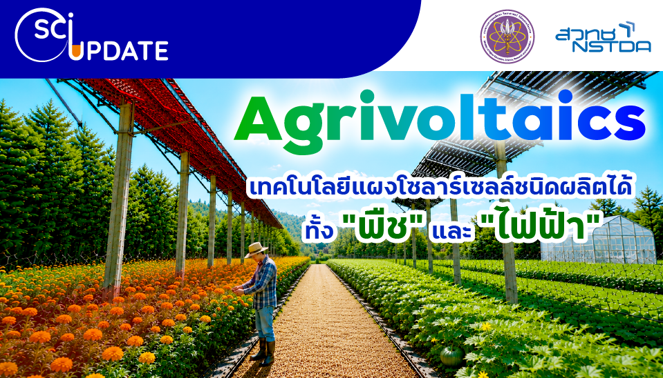 “Agrivoltaics” เทคโนโลยีแผงโซลาร์เซลล์เพื่อการผลิตทั้ง “พืช” และ “ไฟฟ้า” ในเวลาเดียวกัน