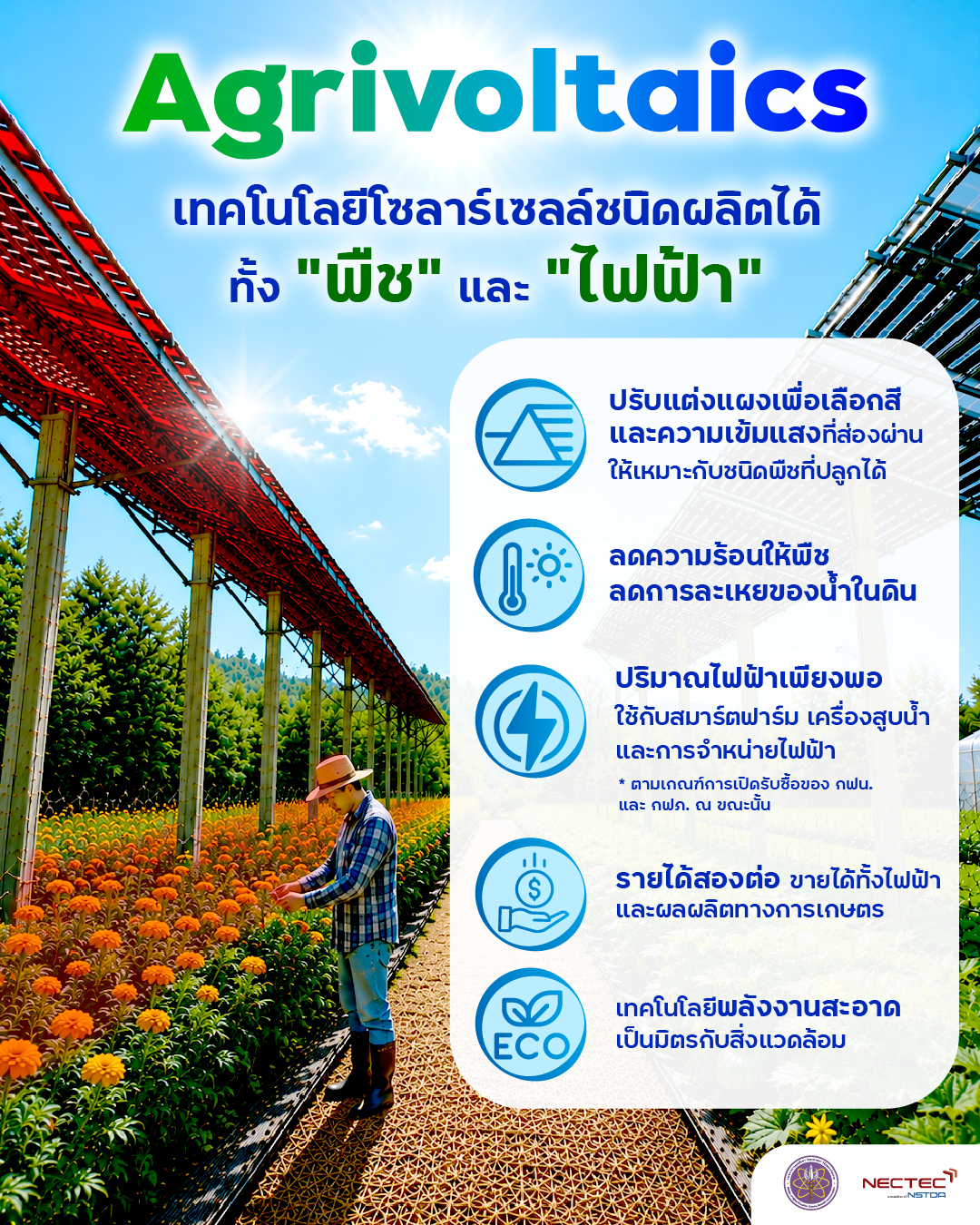 อินโฟกราฟิก Agrivoltaics แสดงการติดตั้งแผงโซลาร์เซลล์เหนือพื้นที่เกษตรเพื่อผลิตทั้งพืชและไฟฟ้า พร้อมสรุปข้อดีของเทคโนโลยี