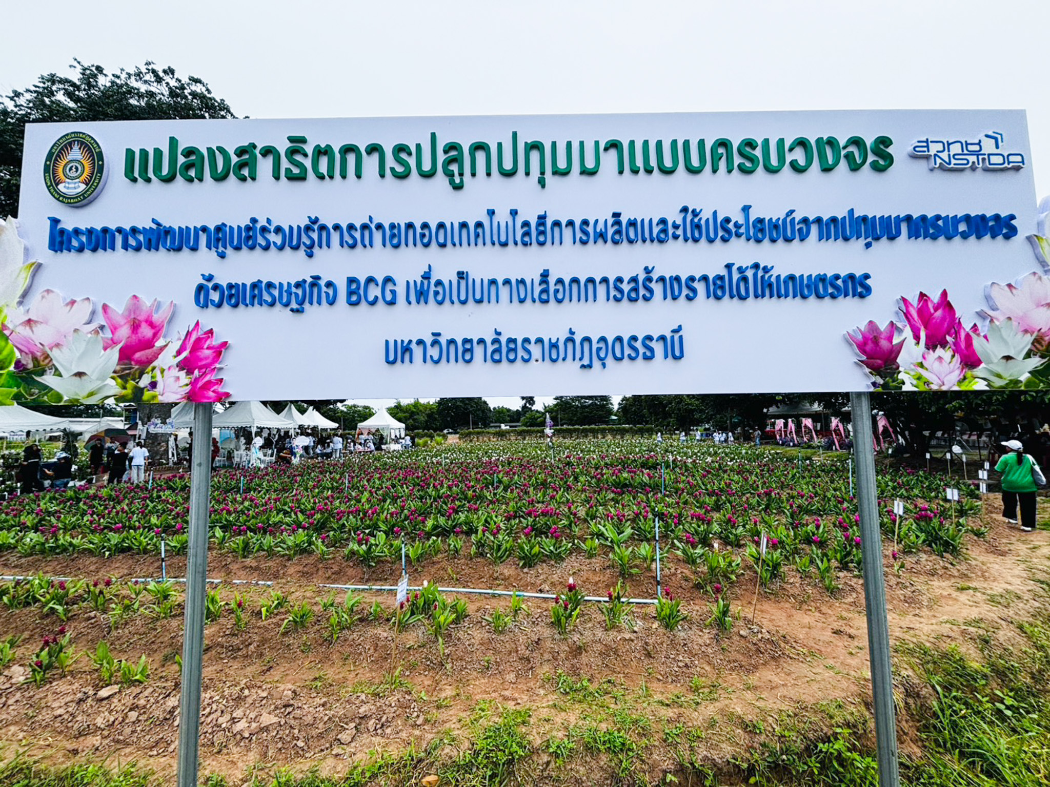 ภาพป้ายแปลงสาธิตการปลูกปทุมมาแบบครบวงจร สวทช. ร่วมกับมหาวิทยาลัยราชภัฏอุดรธานี
