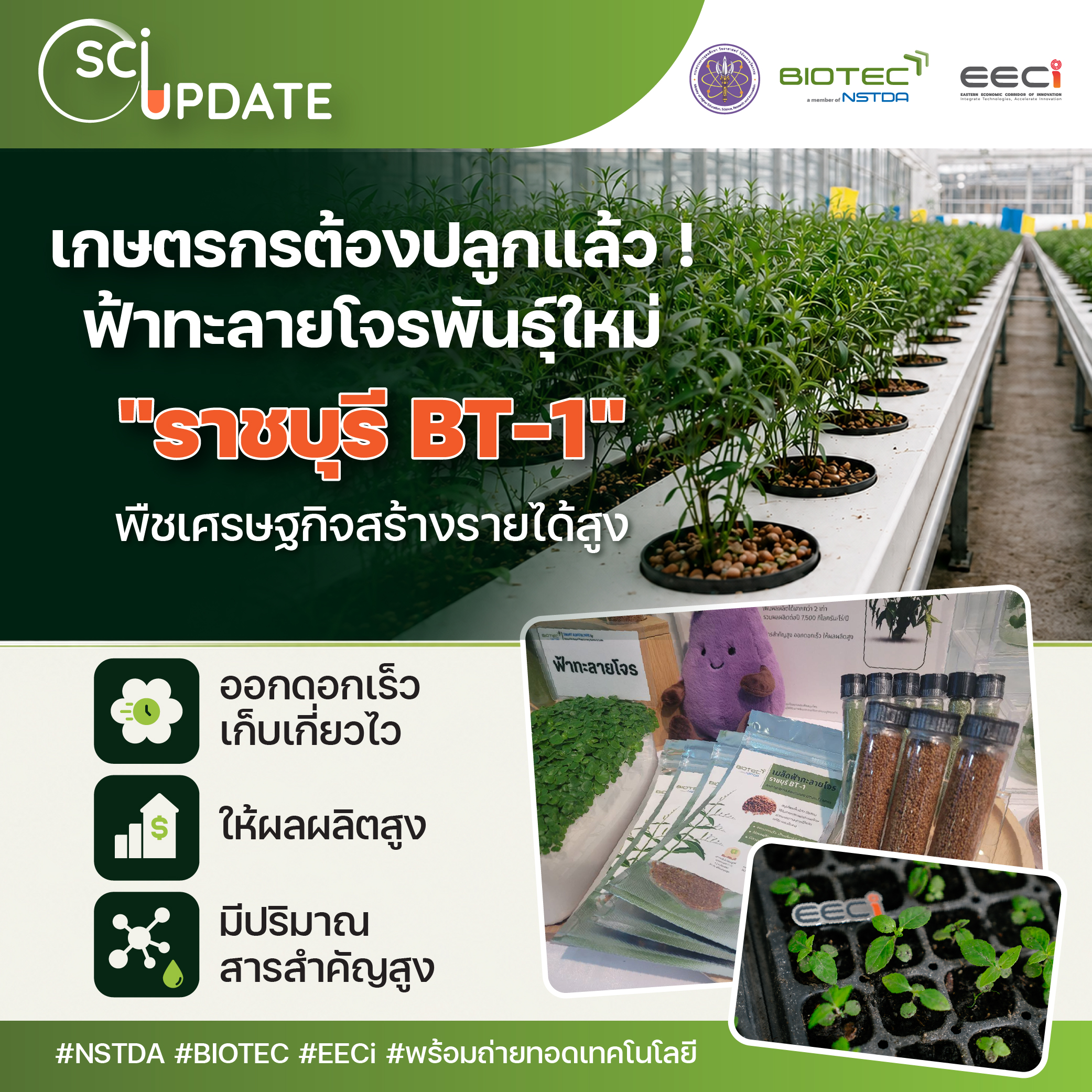 แบนเนอร์บทความเรื่อง จับตา “ฟ้าทะลายโจรพันธุ์ราชบุรี BT-1” พลิกสมุนไพรพื้นบ้านสู่ "พืชเศรษฐกิจมูลค่าสูง"