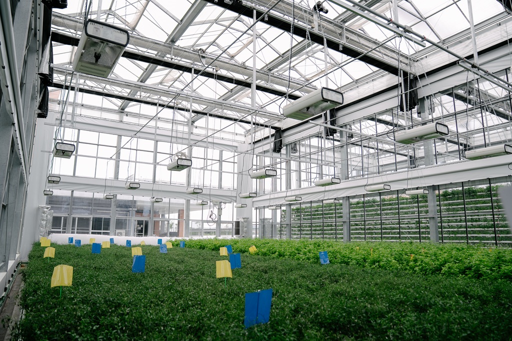 ภาพฟ้าทะลายโจรพันธุ์ราชบุรี BT-1 ปลูกในโรงเรือน Smart Greenhouse ที่ EECi จ.ระยอง