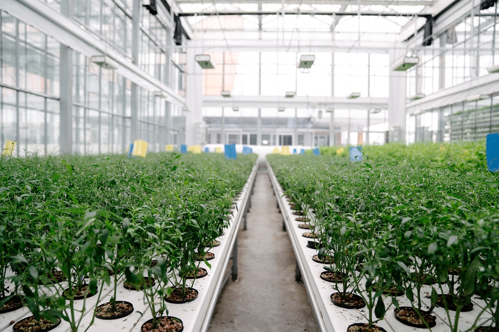 ภาพฟ้าทะลายโจรพันธุ์ราชบุรี BT-1 ปลูกในโรงเรือน Smart Greenhouse ที่ EECi จ.ระยอง