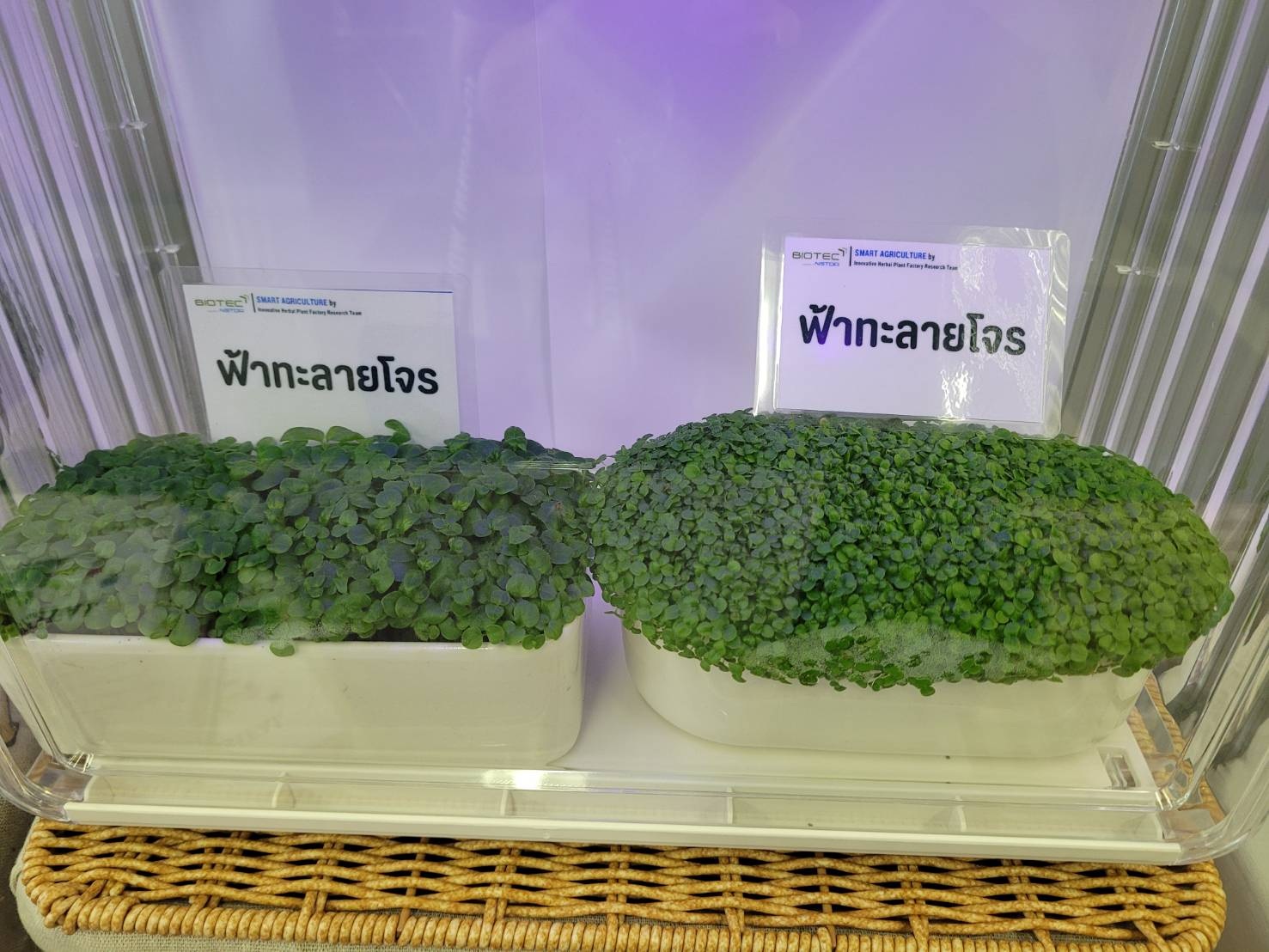 ภาพต้นอ่อนฟ้าทะลายโจรพันธุ์ราชบุรี BT-1