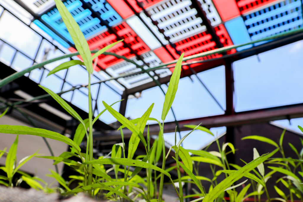 โรงเรือนทดสอบต้นแบบ Agrivoltaics เนคเทค ติดตัผง Colored PV ควบคุมช่วงแสงปลูกผักเพื่อการเกษตรอัจฉริยะ