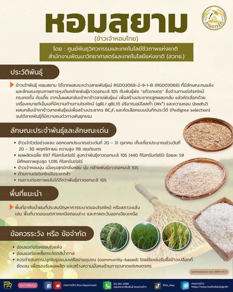 ภาพโปสเตอร์รายละเอียด ข้าวหอมสยาม