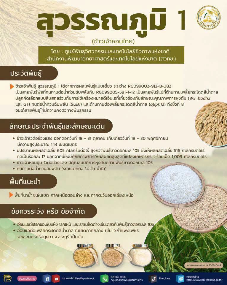 ภาพโปสเตอร์รายละเอียด ข้าวสุวรรณภูมิ1