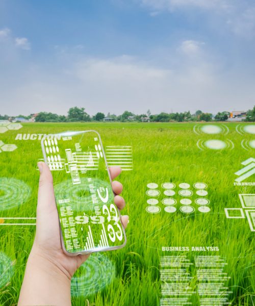 Smart,Farmer,Holding,Smartphone,rice,Fields,Production,Control,concept,Agricultural,Product,Control