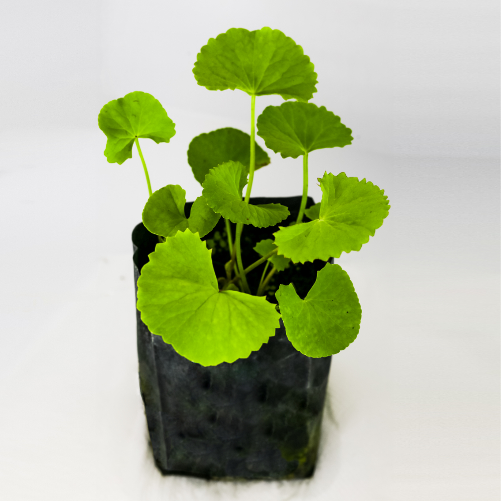 Centella asiatica_04