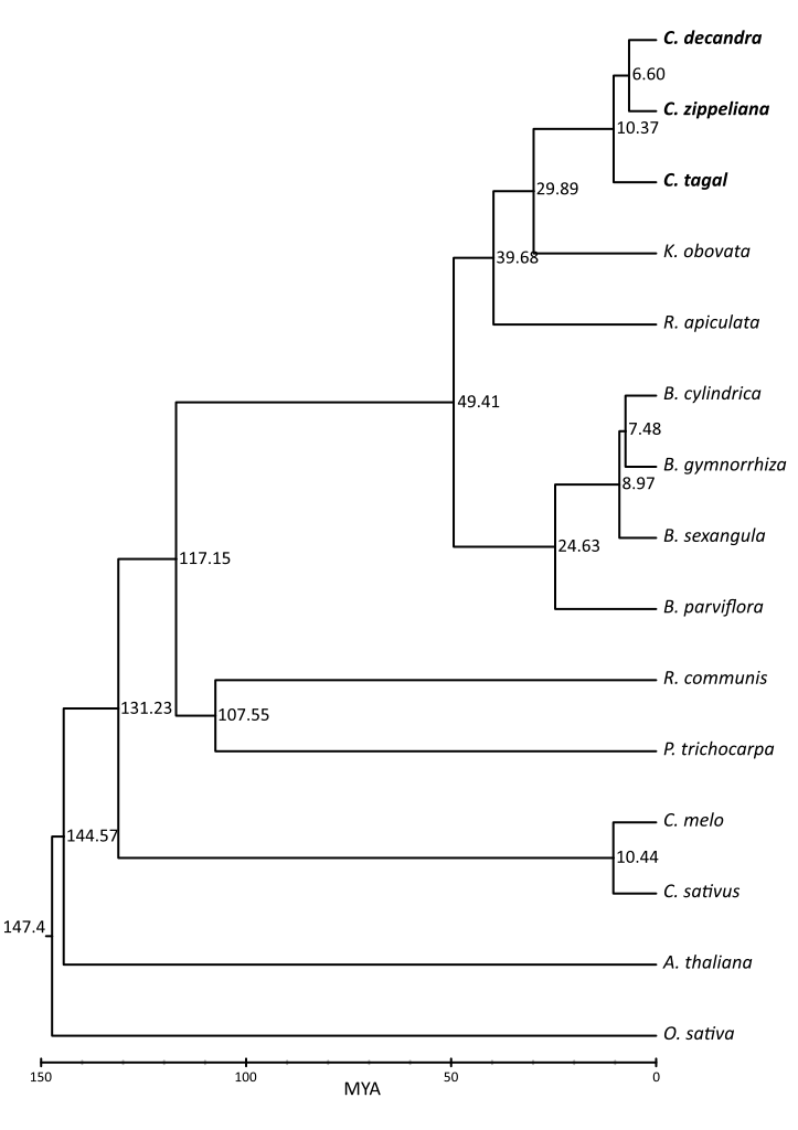 Ceriops_tree