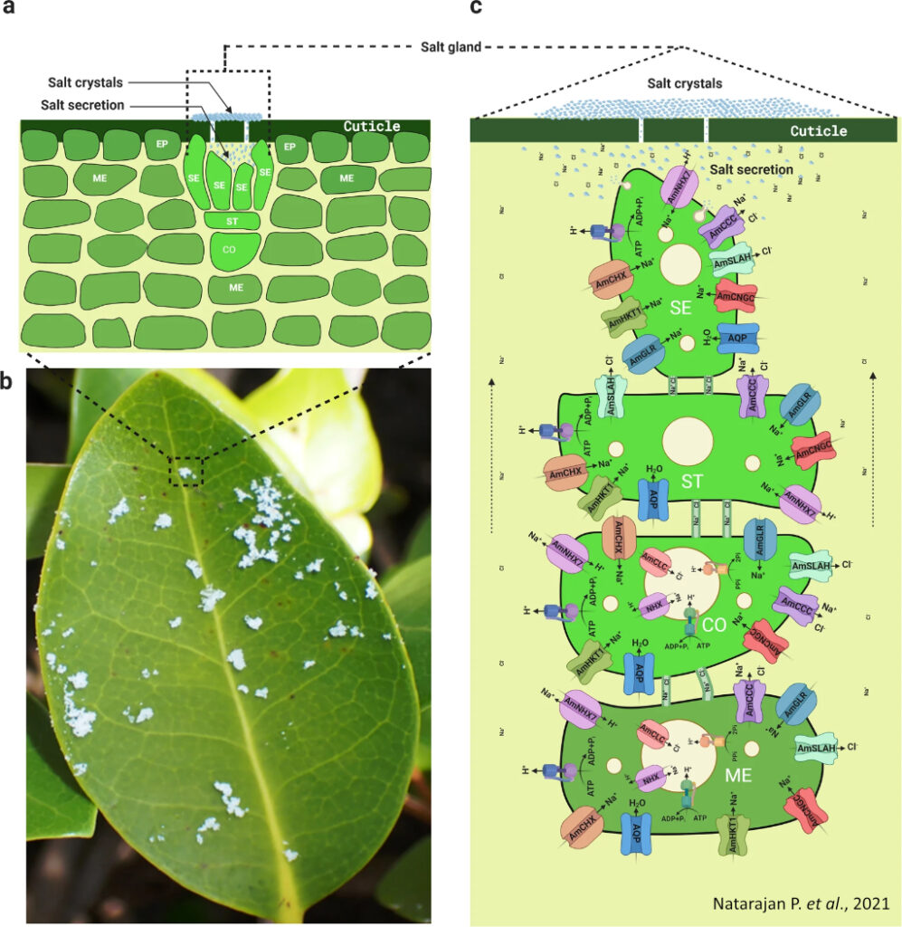 ต่อมขับเกลือ (salt glands)